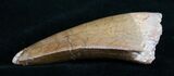 Thick, Serrated Carcharodontosaurus Tooth - #4301-1